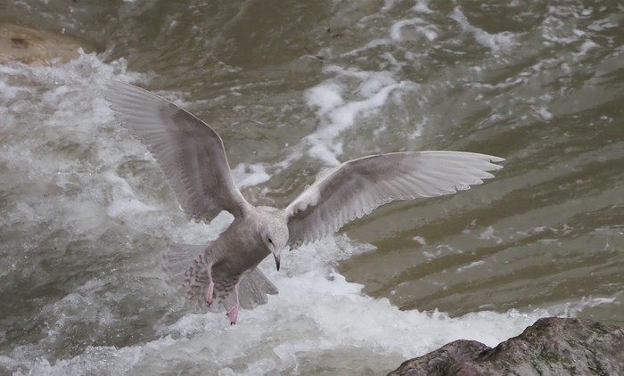Iceland Gull