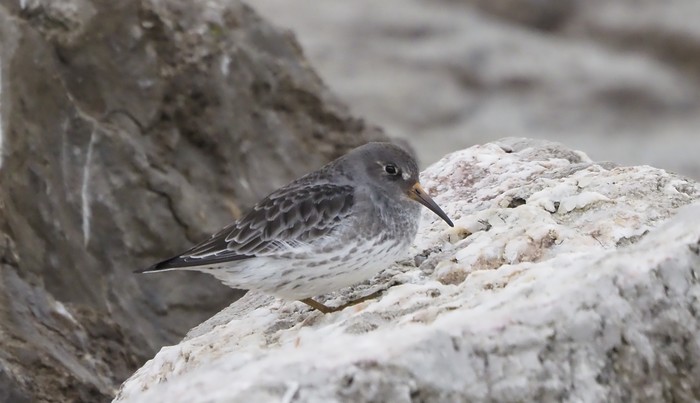 Purple Sandpiper