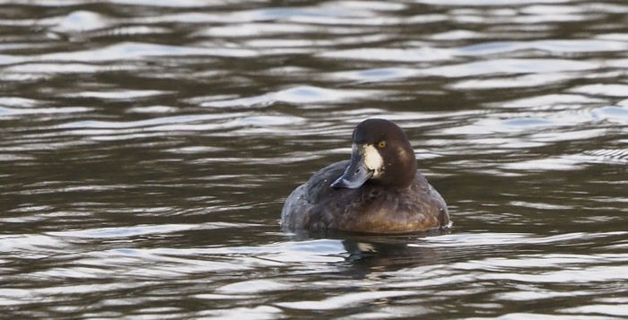 Scaup