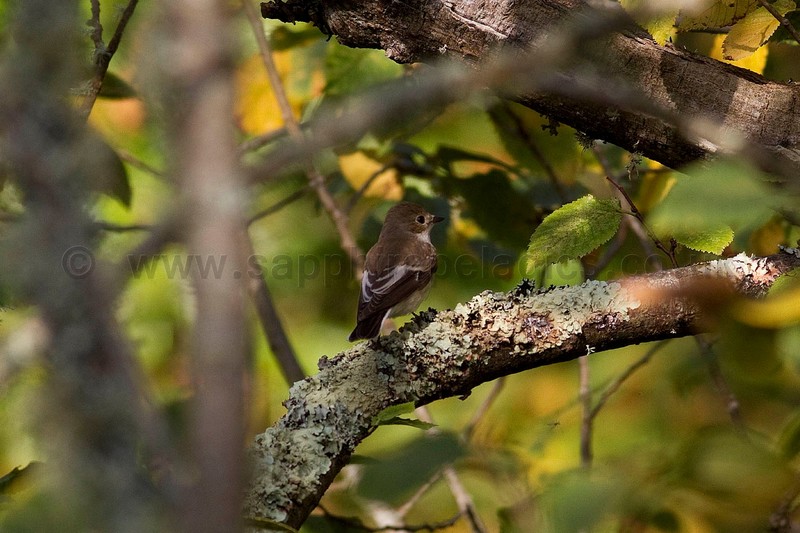 Pied Flycatcher