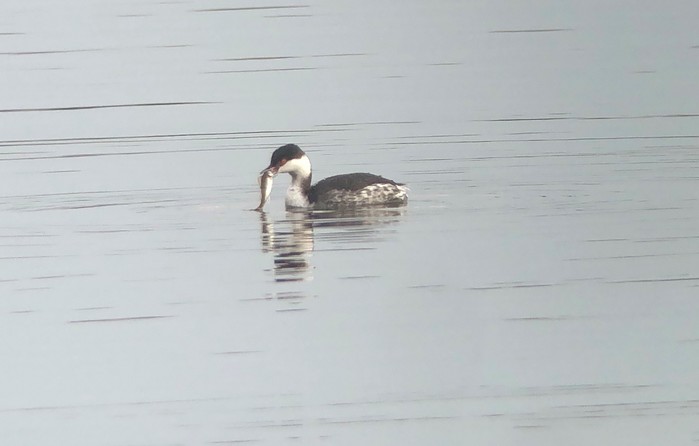 Slavonian Grebe