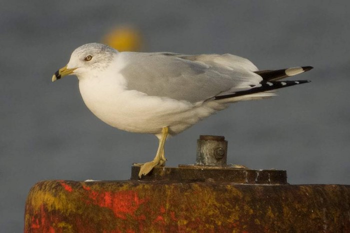 Ring-billed Gull