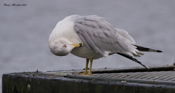 Ring-billed Gull 