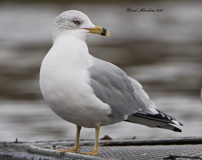 Ring-billed Gull 