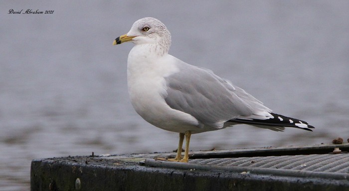 Ring-billed Gull 