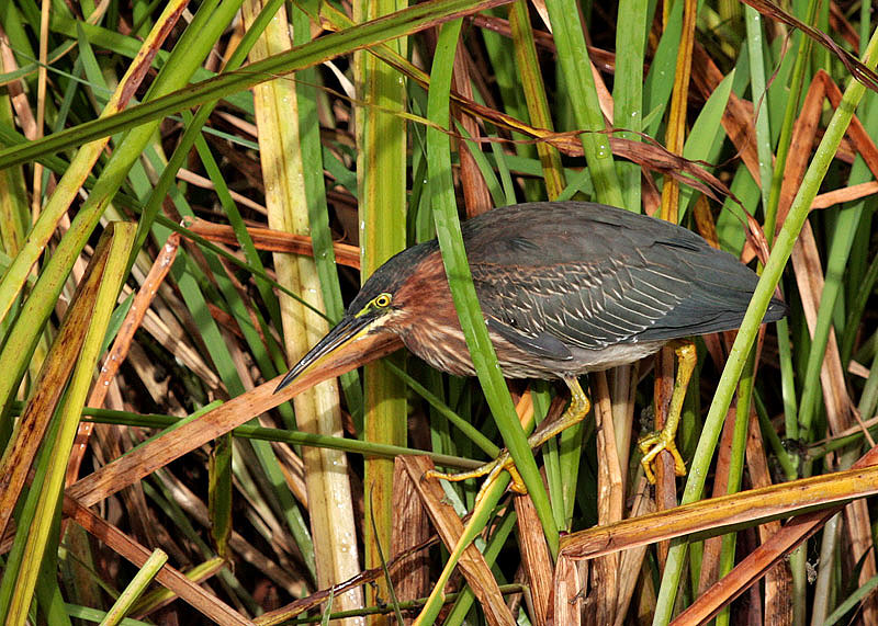 Green Heron