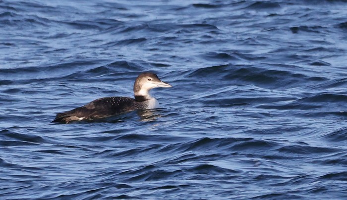 Great Northern Diver