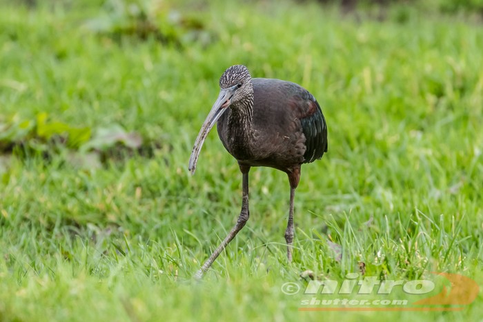 Glossy Ibis
