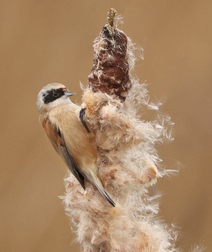 Penduline Tit