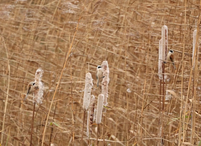 Penduline Tit
