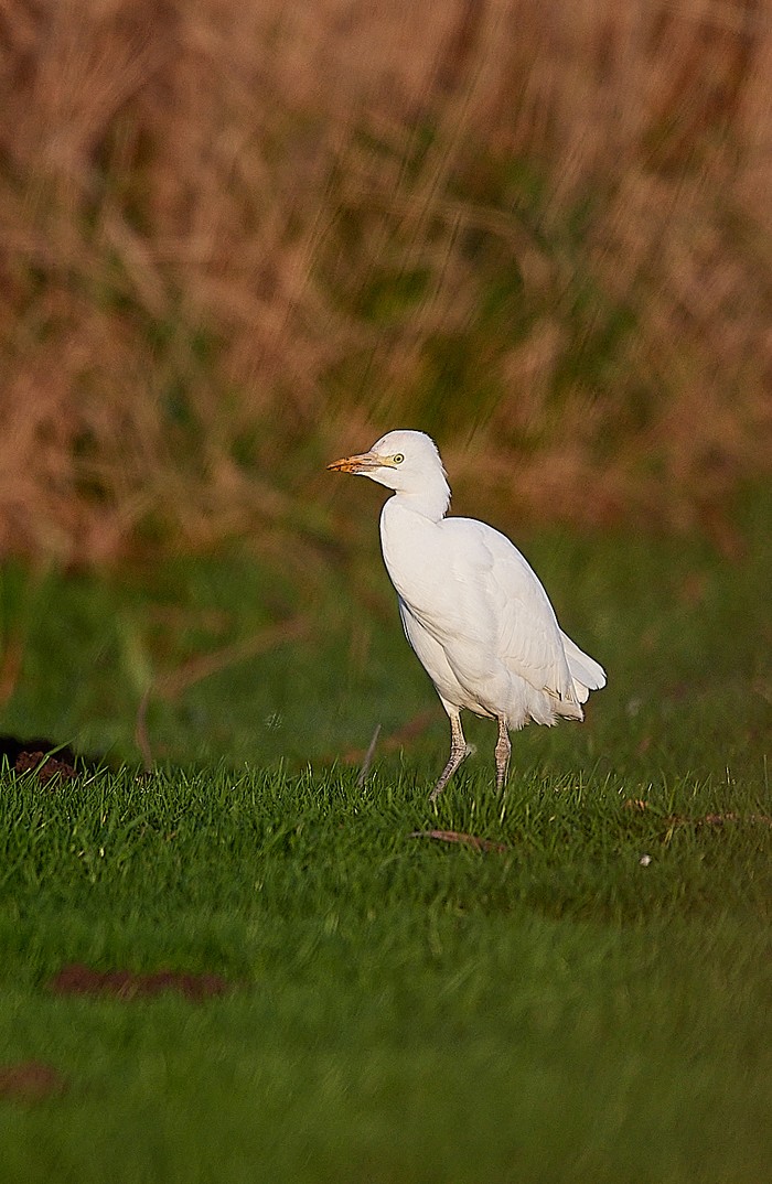 Cattle Egret