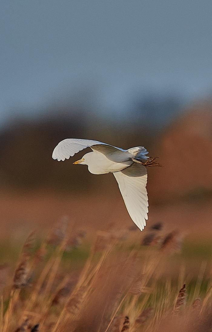 Cattle Egret