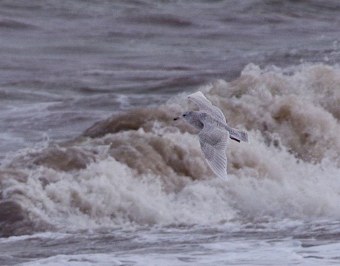 Iceland Gull