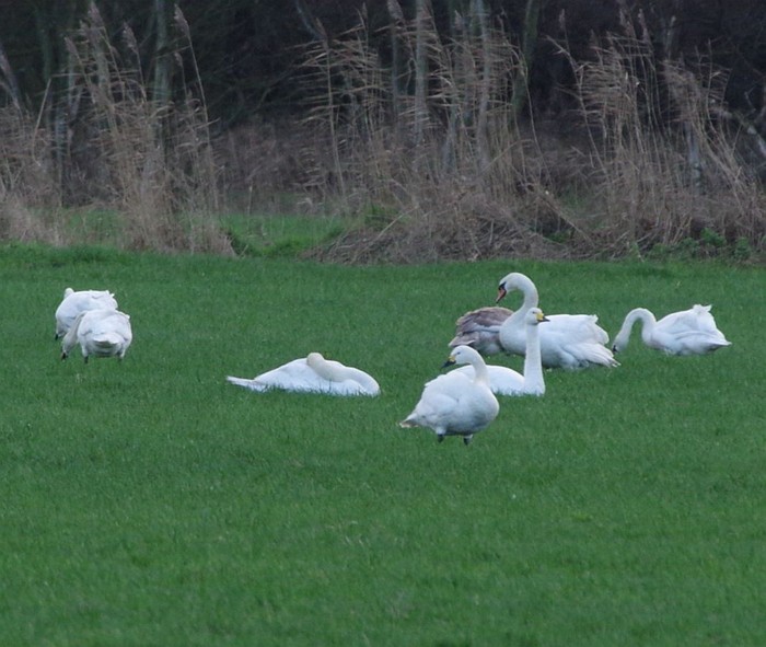 Whooper, Bewick's and Mute Swans