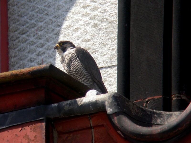 Peregrine
