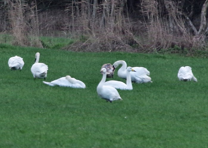 Wild swans