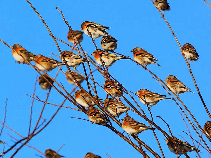Brambling
