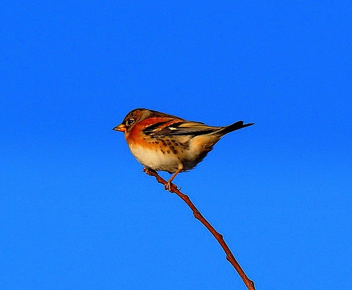 Brambling