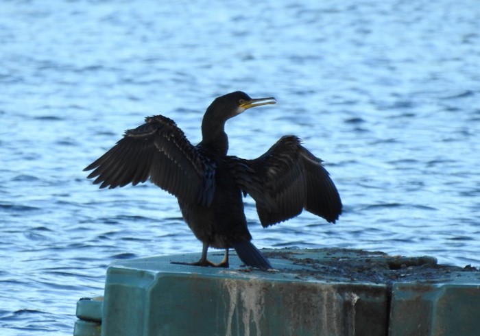 Shag