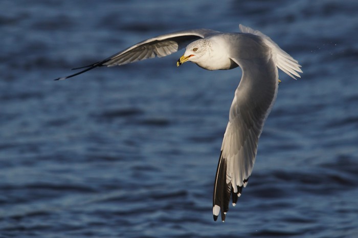 Ring-billed Gull