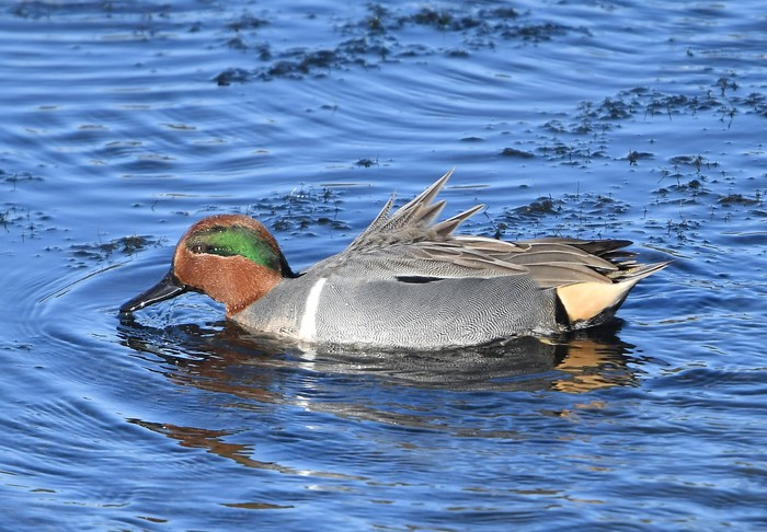Green-winged Teal