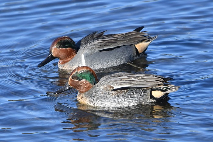 Green-winged Teal