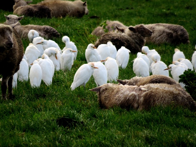 Cattle Egret