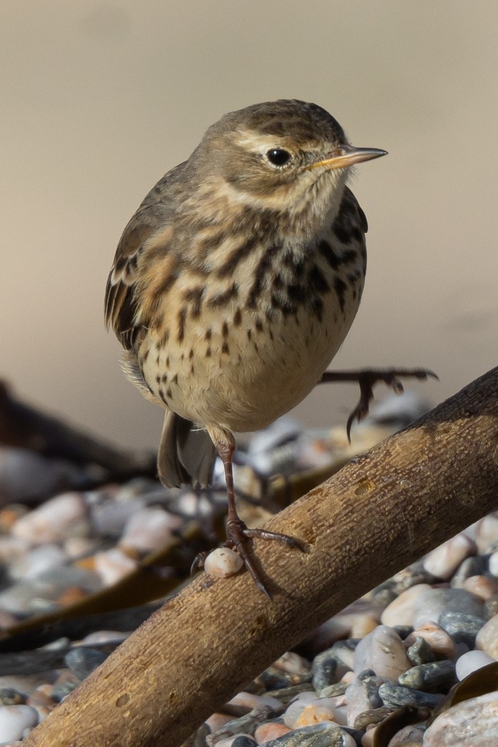 American Buff-bellied Pipit