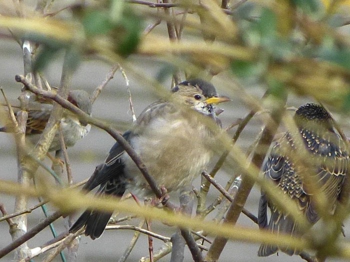 Rose-coloured Starling