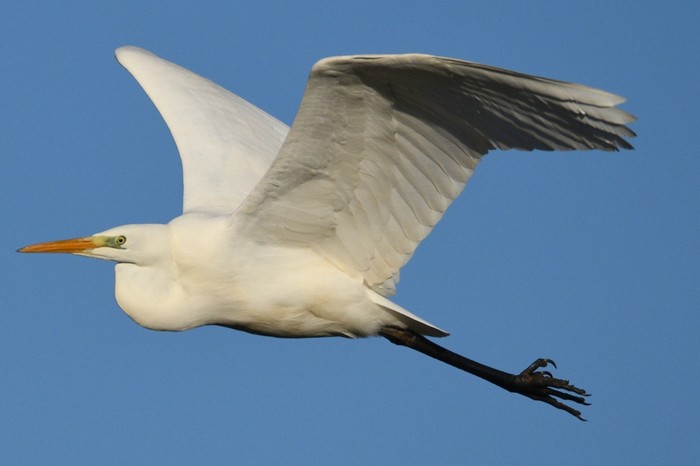 Great White Egret
