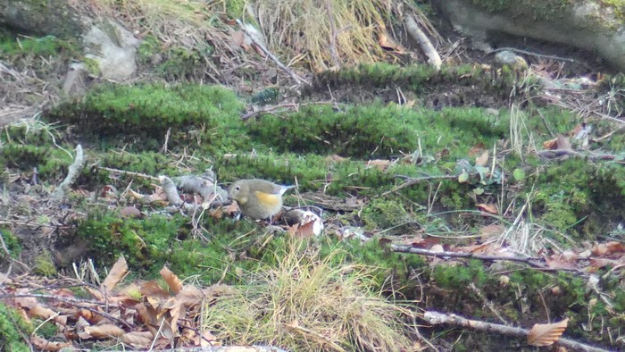 Red-flanked Bluetail