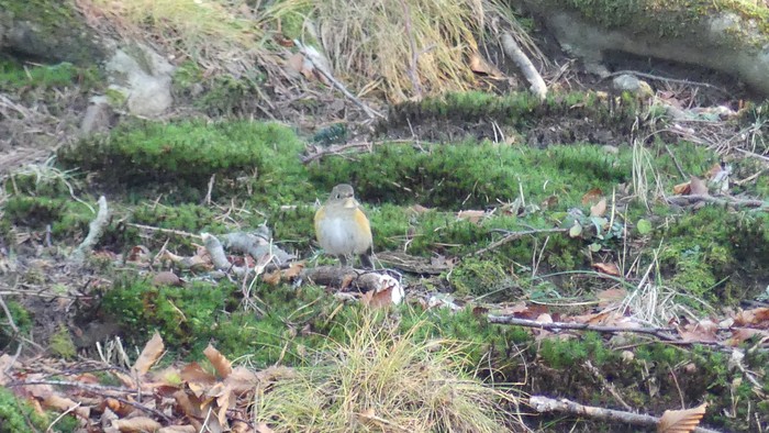 Red-flanked Bluetail