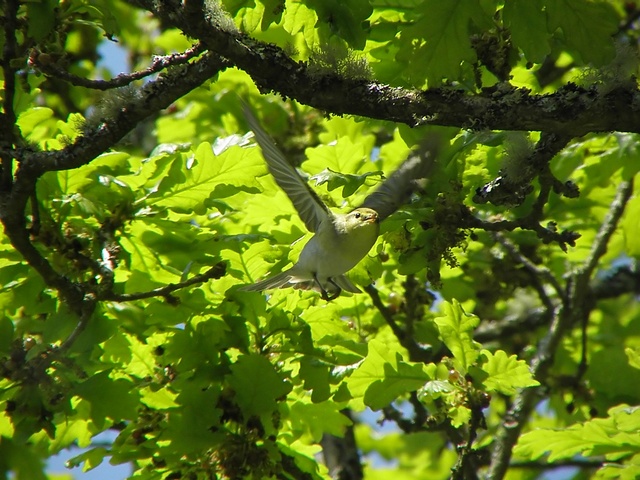 Wood Warbler