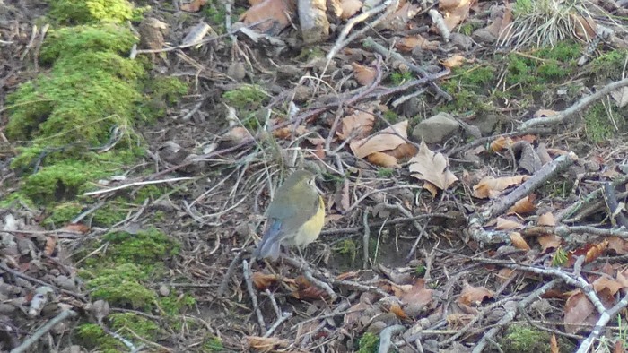Red-flanked Bluetail