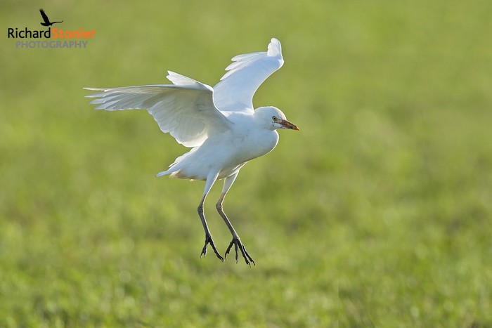 Cattle Egret