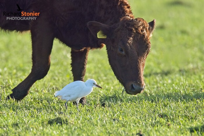 Cattle Egret