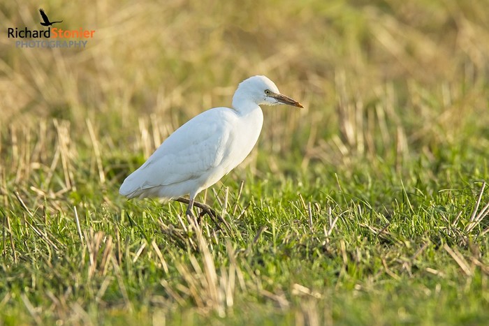 Cattle Egret