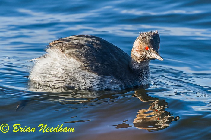 Black-necked Grebe