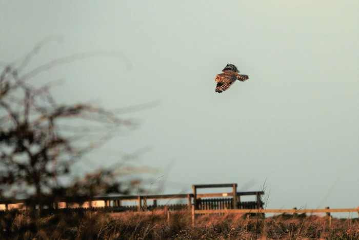 Short-eared Owl