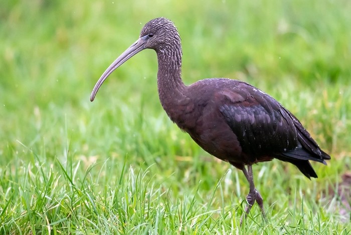 Glossy Ibis