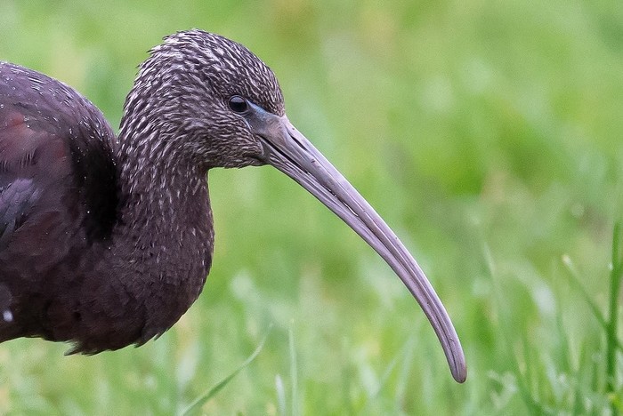 Glossy Ibis