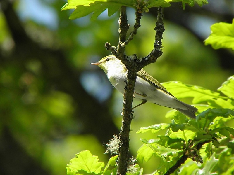 Wood Warbler