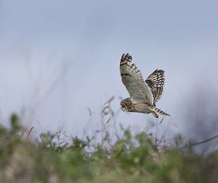 Short-eared Owl