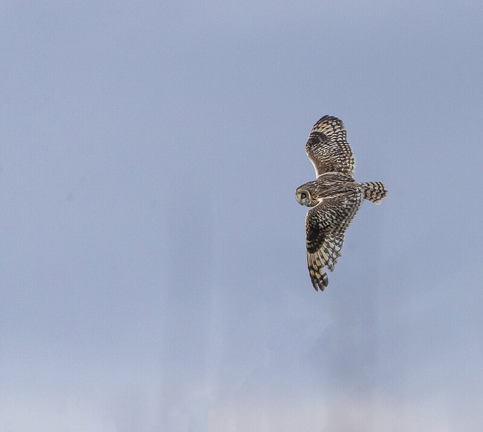 Short-eared Owl