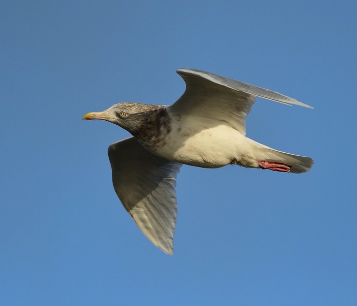 Glaucous Gull