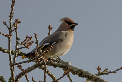 Waxwing