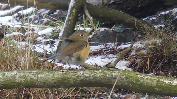 Red-flanked bluetail