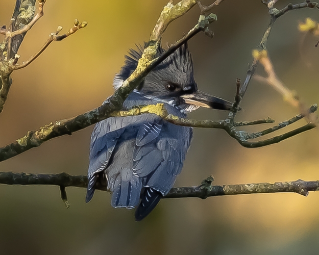 Belted Kingfisher