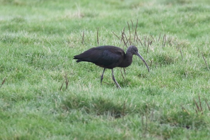 Glossy Ibis