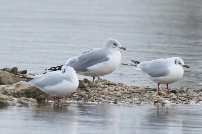 Common Gull